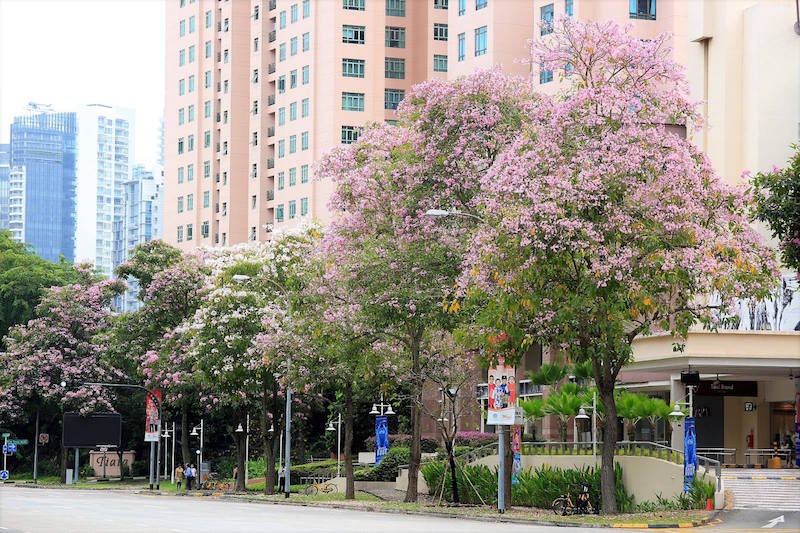 Trumpet Trees along Zion Road. Photo: Lee Jia Hwa/NParks Facebook page