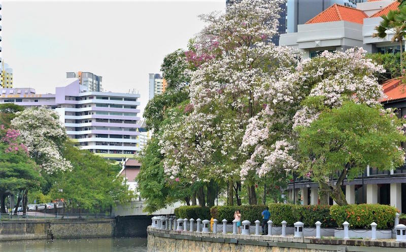Trumpet Trees along the Singapore River. Photo: Tee Swee Ping/NParks Facebook page