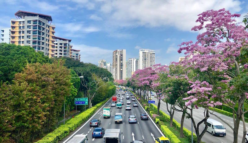 Trumpet Trees along Central Expressway, near Moulmein Flyover. 
Photo: Andrew Tau/NParks Facebook page