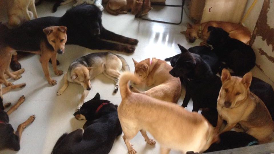 Via Catherine’s Puppies