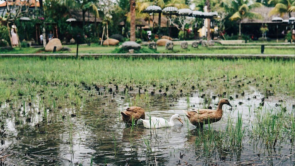 Oh hey. Photo: Coconuts Bali