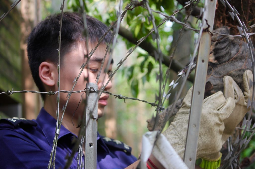 Tse tends to a cat impaled in razor wire atop a fence in Beacon Hill. Photo Coconuts HK