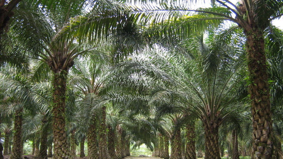 Oil Palm Plantation PHOTO: Wikimedia Commons