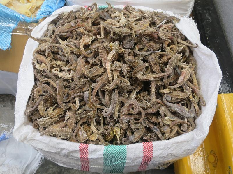 Photo shows some of the dried seahorses seized. Picture: Customs