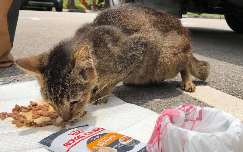 Photo: St John Island’s Cats / Facebook