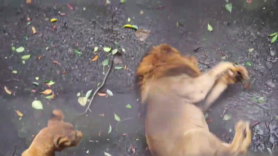 Photo: Screenshot from Mark Lee Facebook page