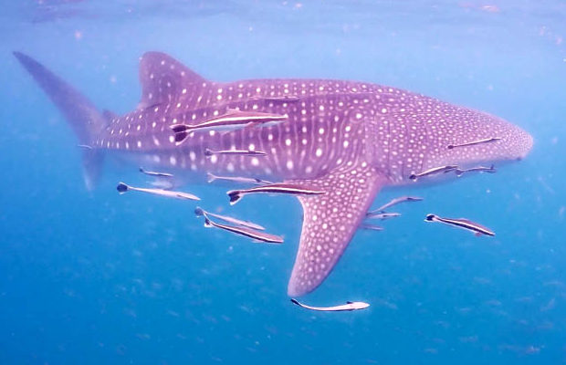 Photo:  Driving Diary @ Koh Talu