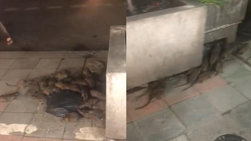 Screenshots: Nid Noi/ Facebook