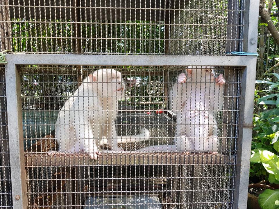 Photo: Facebook/ DNP.Wildhawk