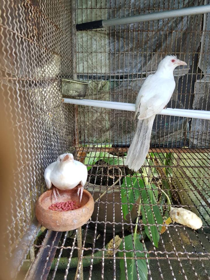 Photo: Facebook/ DNP.Wildhawk