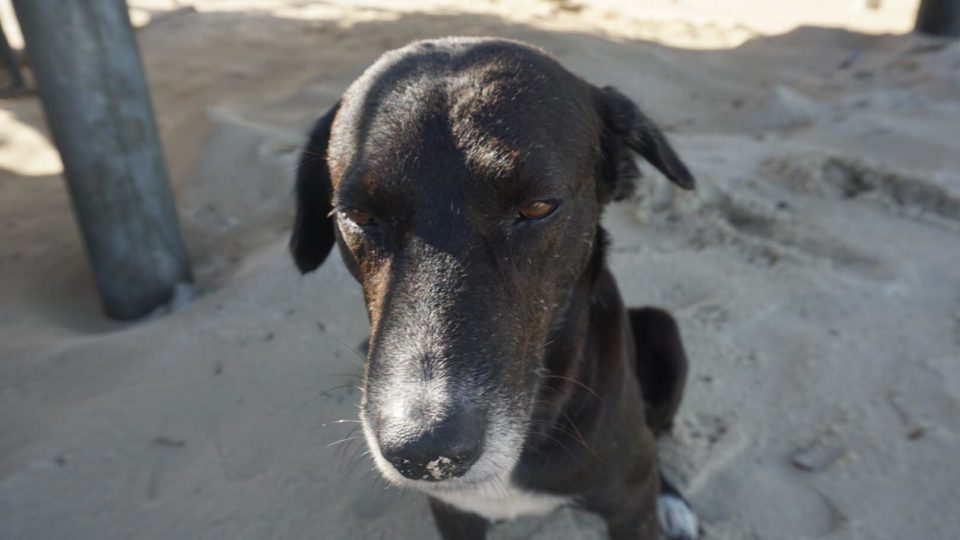 Representational purposes only of a dog we humans are undeserving of | Photo: Kaka Corral