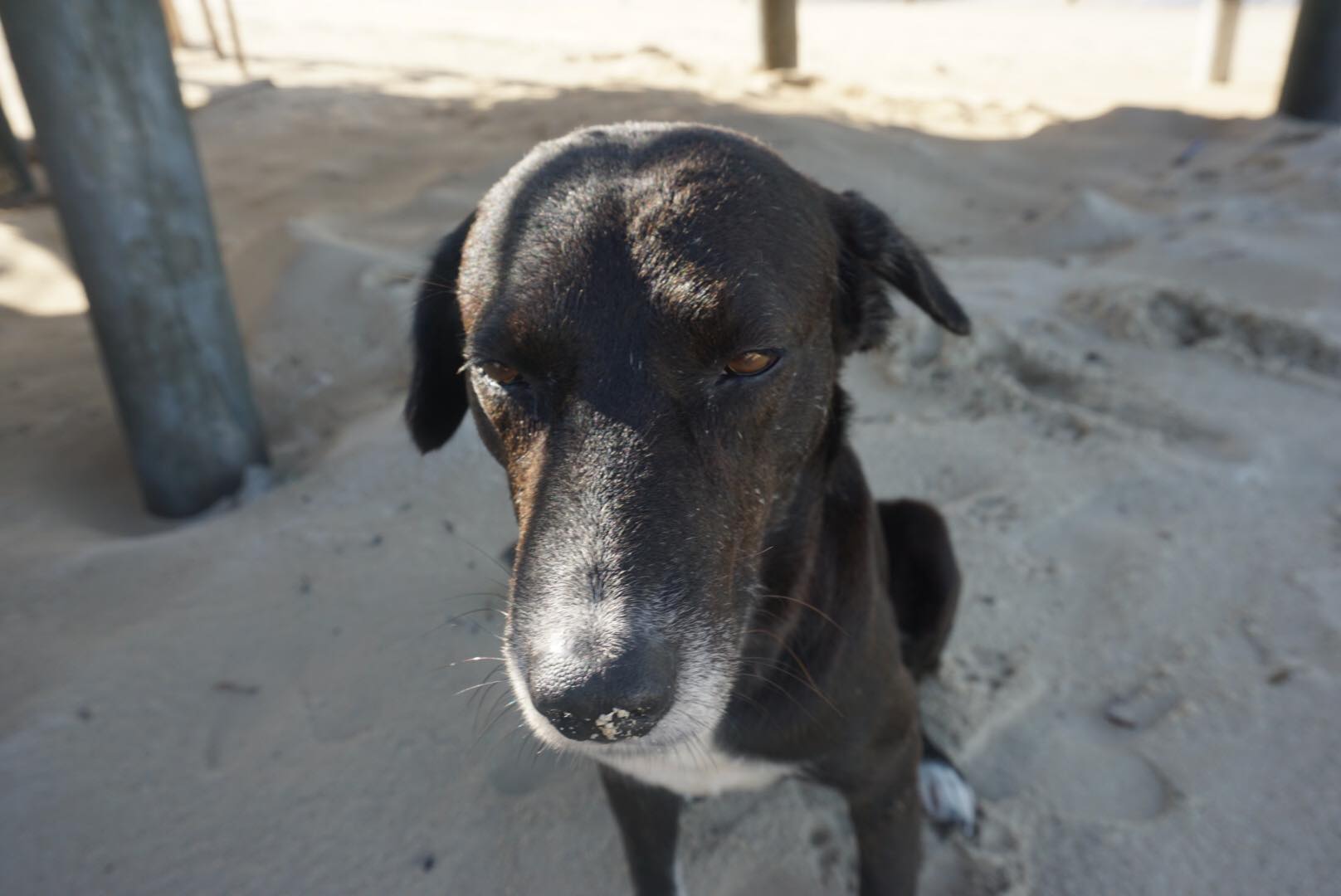 Island dog. Photo: Kaka Corral