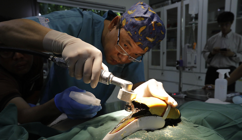 Honorary consultant Dr Hsu Li Chieh from The Animal Clinic, in the process of removing the Great Pied Hornbill’s casque with an oscillating saw. Photo: Wildlife Reserves Singapore