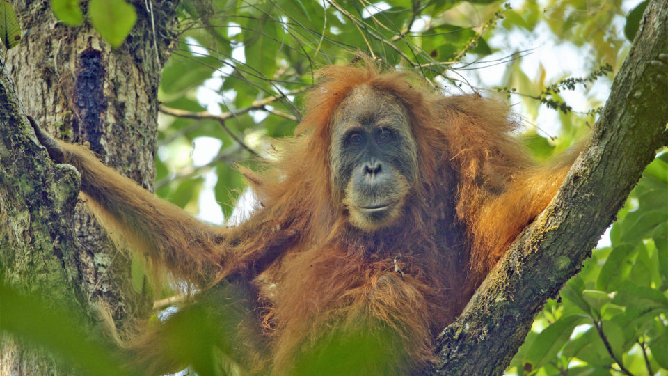 Adult female Pongo tapanuliensis at Batang Toru Forest Sumatran Orangutan Conservation Project, North Sumatran Province, Indonesia. PHOTO: Tim Laman / Wikimedia Commons