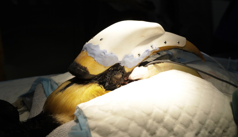 The 22-year-old male Great Pied Hornbill rests with its new 46g casque post-surgery. Photo: Wildlife Reserves Singapore