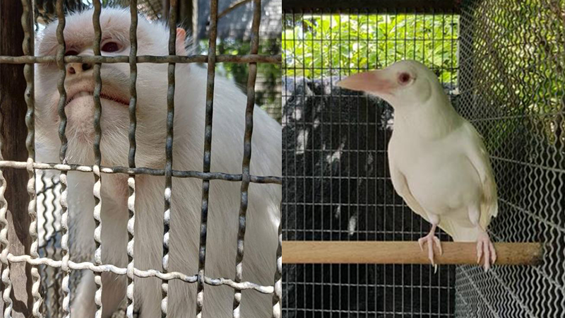 Photo: Facebook/ DNP.Wildhawk

