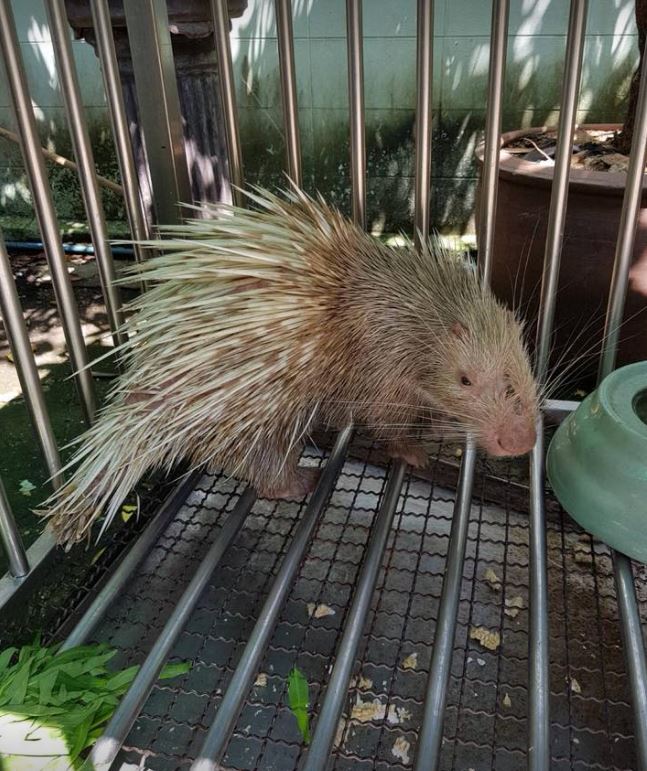 Photo: Facebook/ DNP.Wildhawk