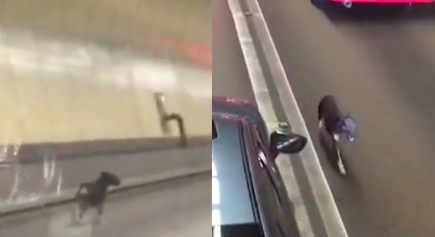 Screengrab via Apple Daily video.