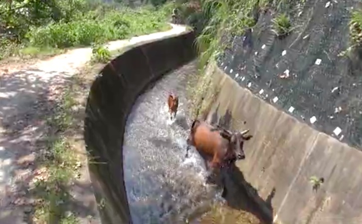 Screengrab via Apple Daily video.