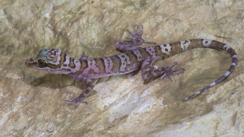 A new species of Cyrtodactylus, a bent-toed gecko, discovered in Myanmar. Photo: Lee Grismer.