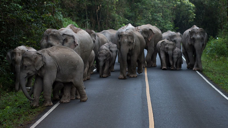 Photo: Khao Yai National Park