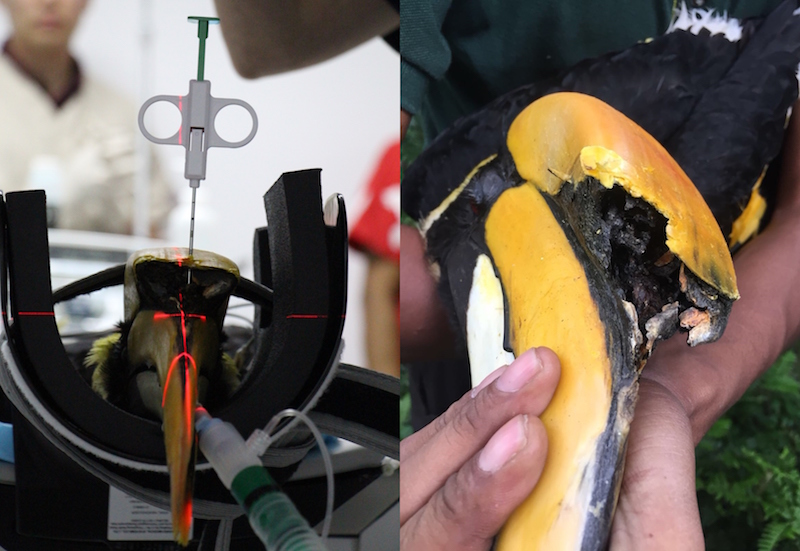 (L) The Great Pied Hornbill undergoing a CT-guided biopsy; a Tru-cut biopsy needle was inserted into part of the casque to extract a sample of the affected tissue; (R) Close-up of the Great Pied Hornbill’s afflicted casque pre-surgery, which shows exposed tissue destroyed by the cancer. Photo: Wildlife Reserves Singapore