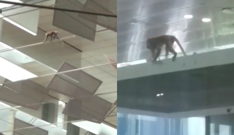 Screengrab from videos