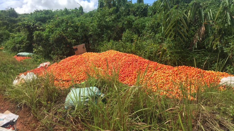 A mountain of discarded tomatoes. (Photo: Dennis Datu of ABS-CBN News)