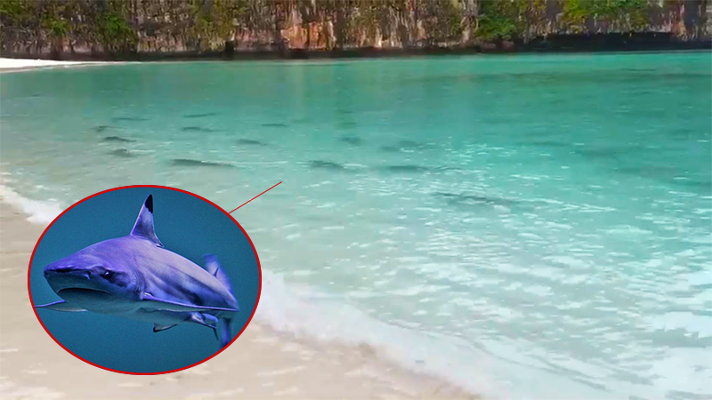 Screenshot: Facebook/ Department of National Parks, Wildlife and Plant Conservation