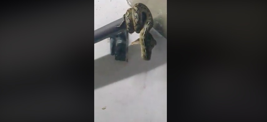 Photo: Screenshot from Lloyd Vincent H. Romero Facebook video. 