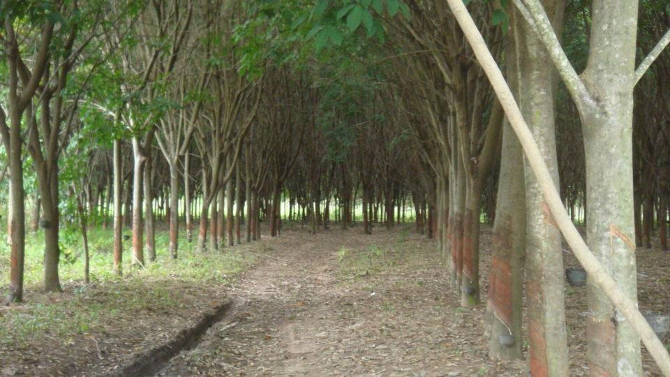 Rubber tree plantation in Thailand. Photo: Wikimedia Commons