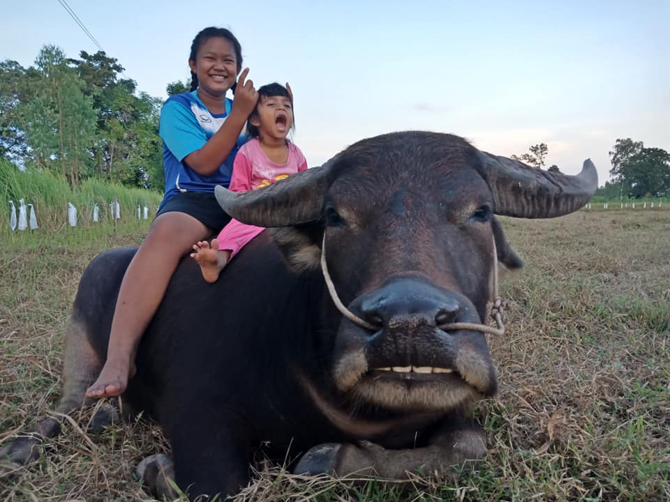 Sometimes, his family members also star in the pictures --  Photo: Surat Paeowgate/ Facebook