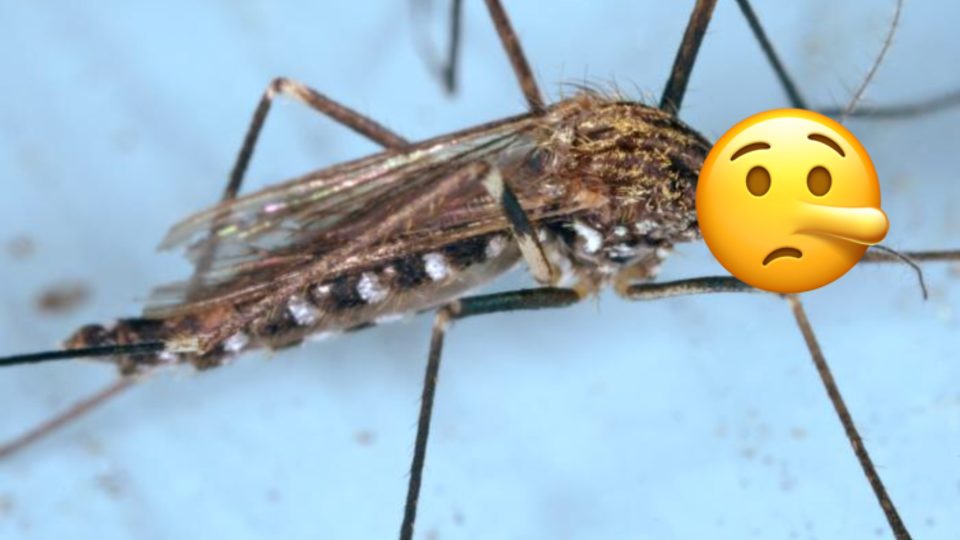 Photo: Flickr with modifications from Coconuts Bali