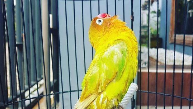 Kusumo the legendary lovebird. Photo: Instagram/@sigitwmp_klaten