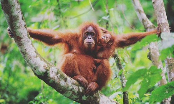 Photo: Jungle Inn/IG