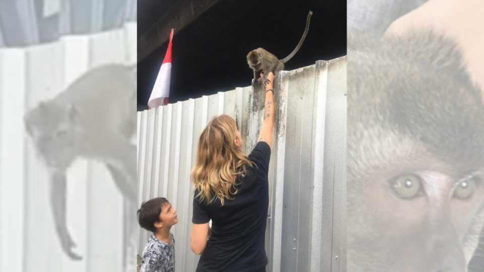 Jakarta Animal Aid Network (JAAN) co-founder Femke den Haas and her son Rio rescuing a long-tailed macaque in Jakarta on November 4, 2018. The macaque is now one of dozens of monkeys rescued and under rehabilitation by the animal welfare group. Photo: Instagram/@jakartaanimalaidnetwork