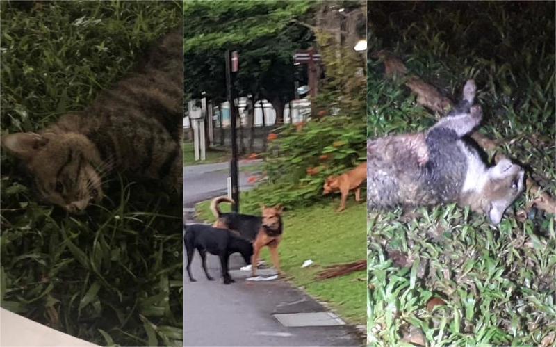 Photos: Support Tampines Cat Caregiver / Facebook