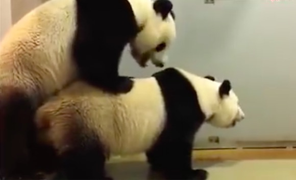 Ocean Park’s pandas, Ying Ying and Le Le in their pen. Screengrab via YouTube.