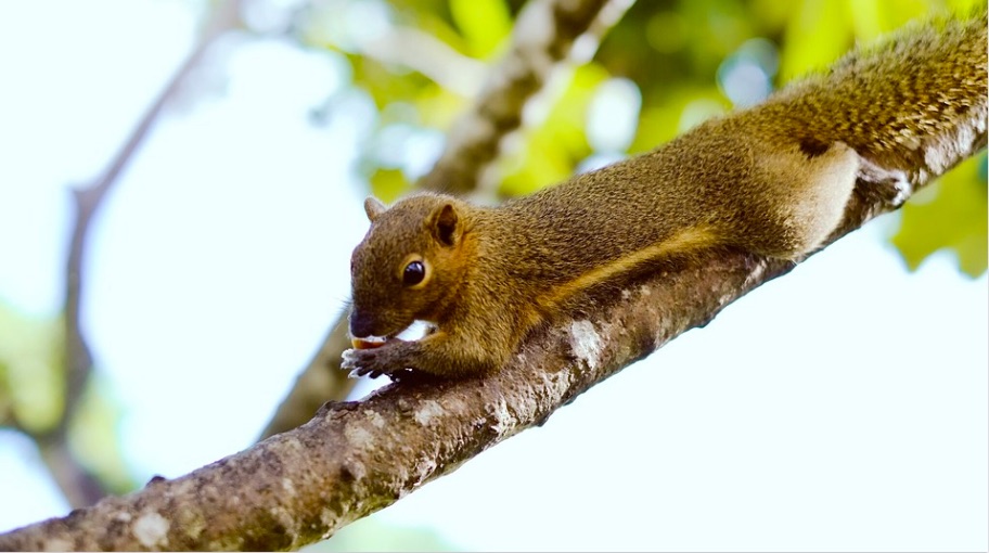 Bali squirrels were seized in a tourist’s suitcase at Brisbane airport. Photo: Max Pixel