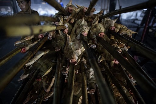 This picture taken on December 16, 2018, shows a “lechonero” worker next to pigs before they are roasted in a pit in Manila. – Row upon row of pigs on bamboo spits sizzle slowly over orange embers in Manila just days before Christmas, peak season for the Philippines’ pig roasting “lechoneros.” Noel CELIS / AFP)