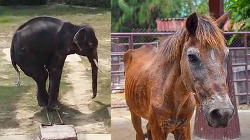 Emaciated animals seen at the zoo in 2018 photos. Photos: I’ll Make You Famous, We Love Samutprakarn / Facebook

