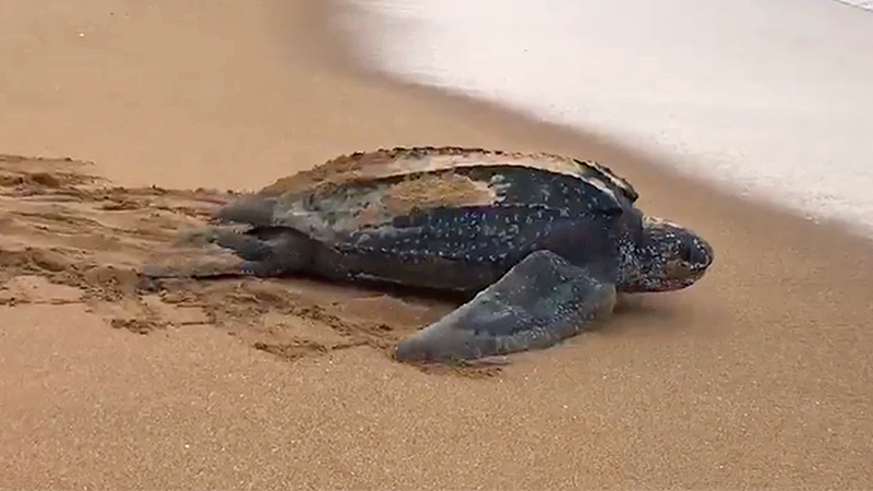 Screenshot: Facebook/ Thon Thamrongnawasawat
