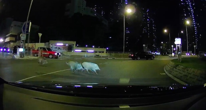 A family of wild boars seen running across a busy road towards a rounadbout. Screengrab via Facebook video.