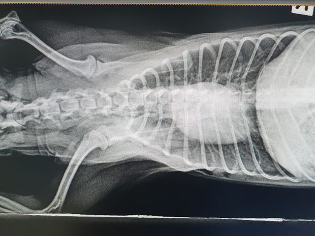 X-Ray of Bori. Photo: Facebook/ Drama Addict