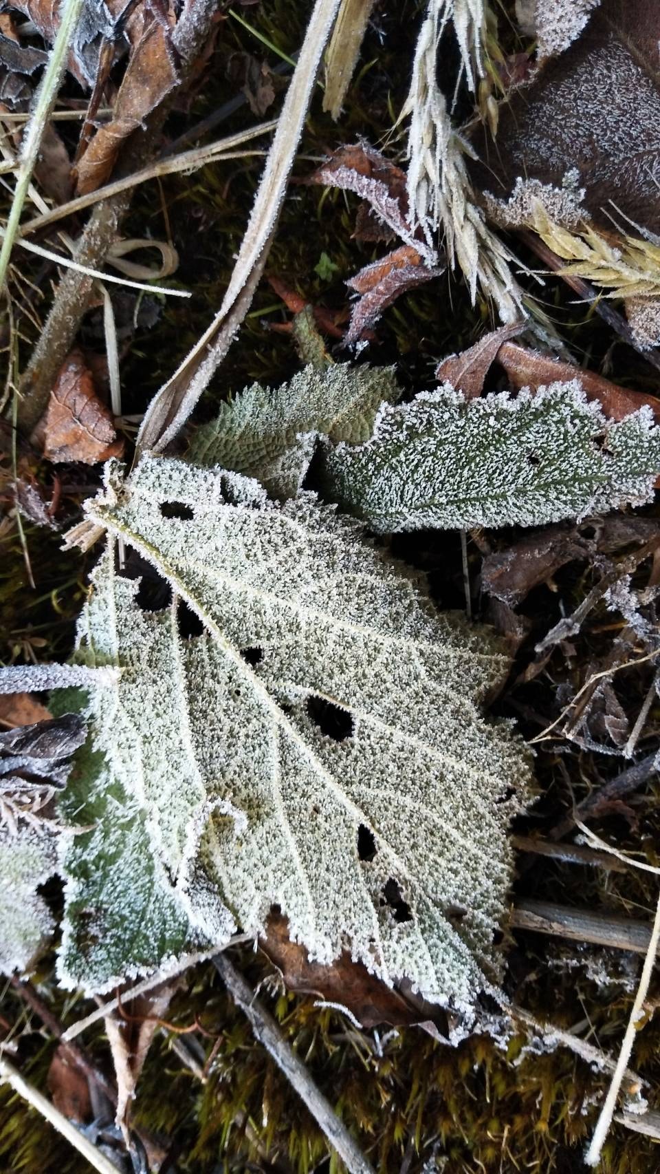 Photo: Facebook/ Doi Inthanon National Park