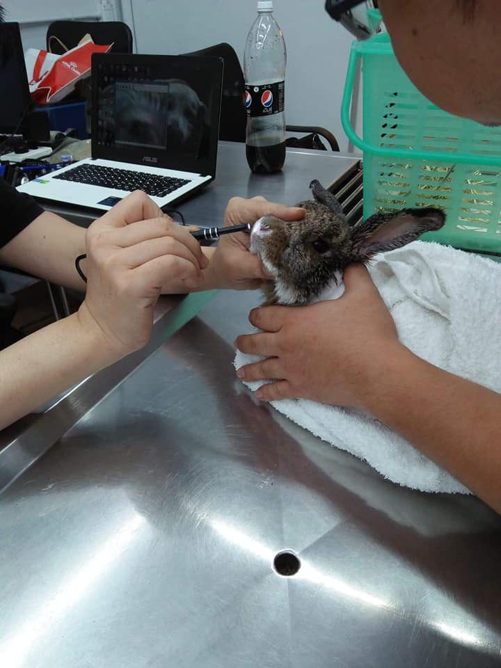 The rabbit Jupu. Photo: Facebook/ Pet and Aquatic Animal Hospital