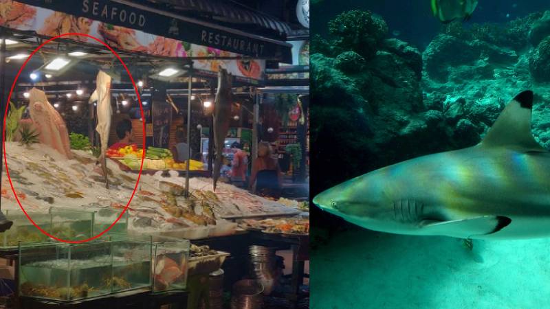 Photo: Facebook/ Sunshine Sketcher and OpenCage