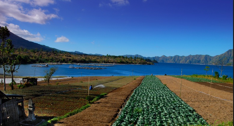 Crops growing around Lake Batur, Bangli. Photo: Wikimedia Commons