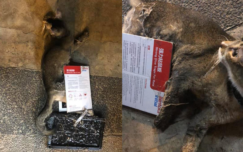 Three cats were found stuck in glue traps at a minimart in Redhill (Photo: Cats of Redhill / Facebook)