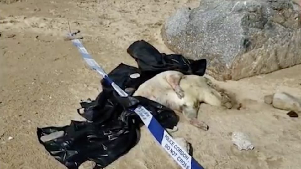 A dead pig was found washed up on a beach in Cheung Chau this morning. Screengrab via Apple Daily video.